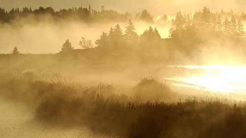 t fog